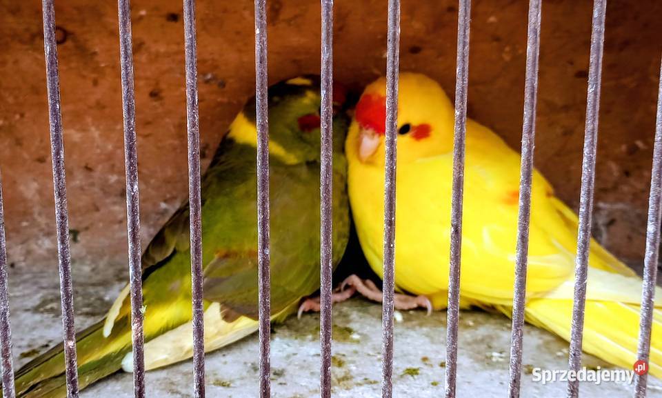 Papugi kozie Rzeszów sprzedam