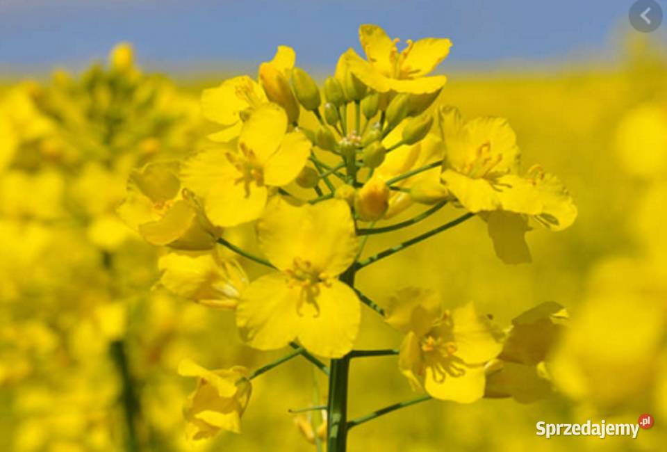 Nasiona rzepaku Kombia