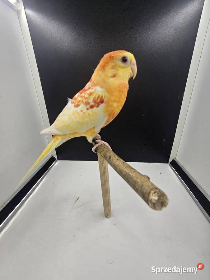 Papugi łąkówki Haczów