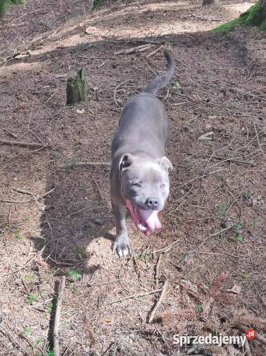 Staffordshire Bull Terrier Pudel szczenie Rzeszów sprzedam