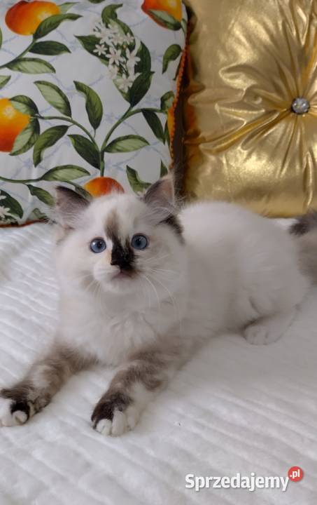 Ragdoll i Wrocław rodowód FPL Ragdoll dolnośląskie sprzedam