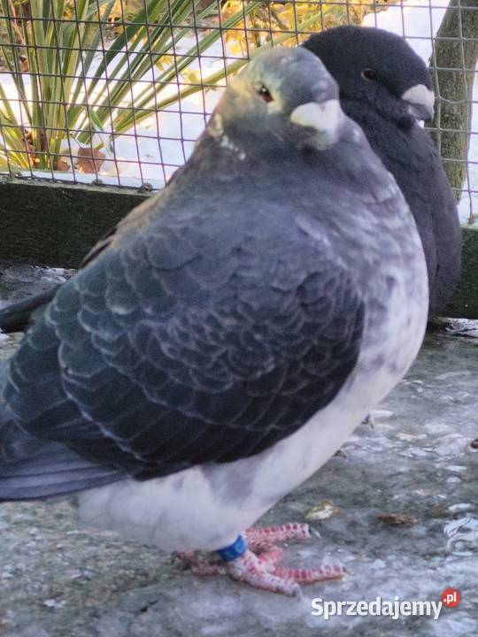 Gołębie ozdobne Show Racery Ptaki dolnośląskie Polkowice