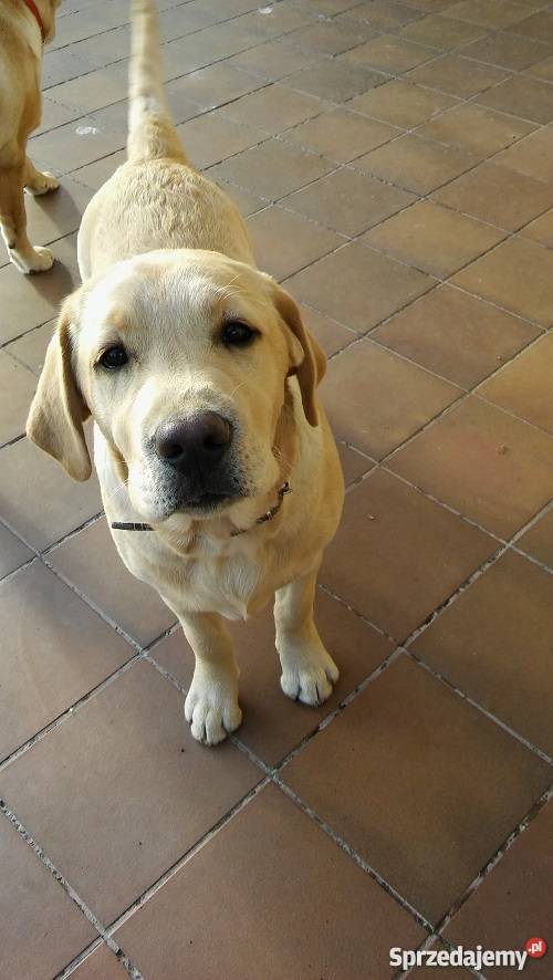Młode 6cio miesięczne psy Labrador z rodowodem Gołdap