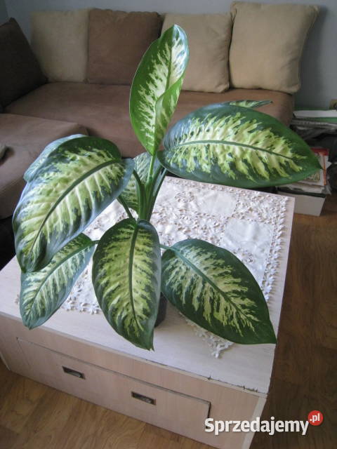 Difenbachia kwiat doniczkowy Częstochowa