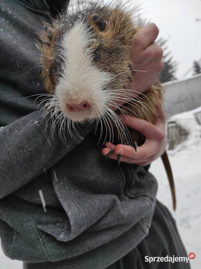 Sprzedam nutrie mazowieckie Siedlce