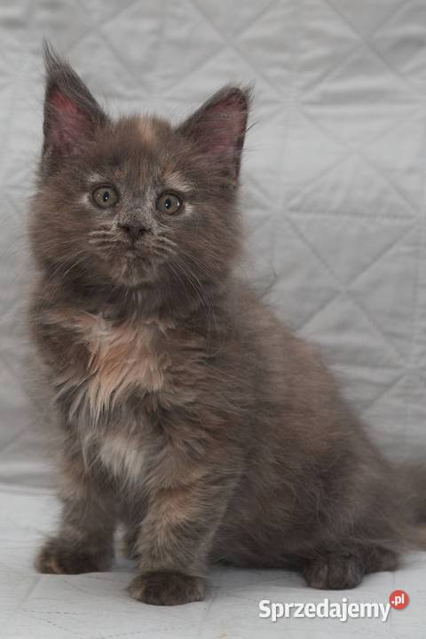 Maine Coon niebieska szylkretowa koteczka Jana mazowieckie Słupno