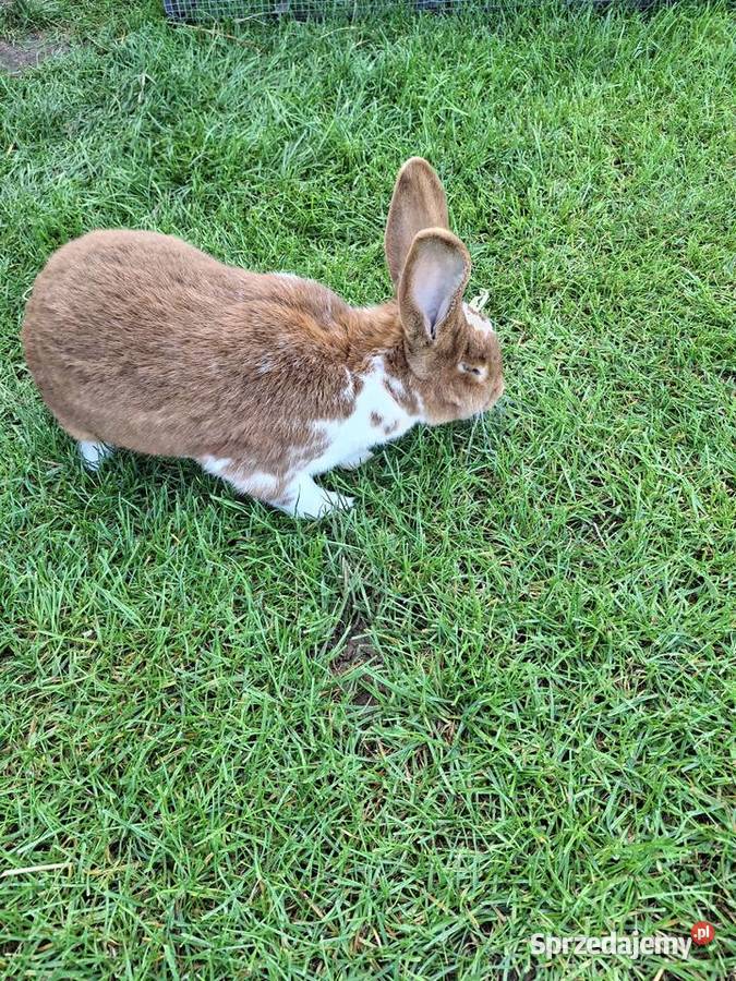 Kroliki meklemburskie Zwoleń sprzedam