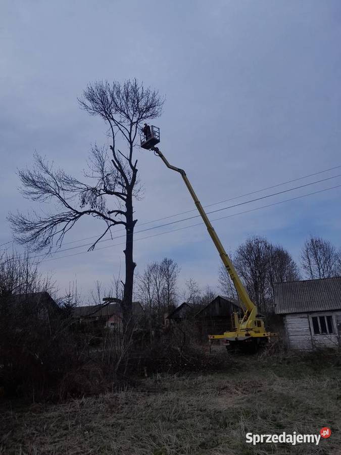 Wycinka drzew