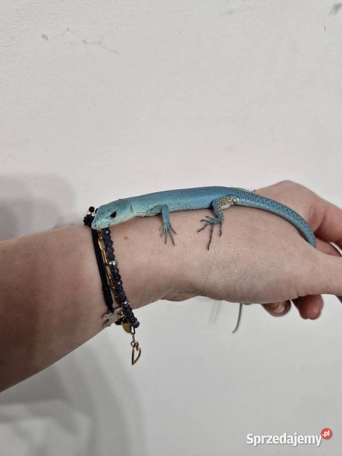 Gastropholis Prasina Blue Niebieskie sprzedam