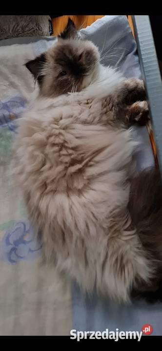 Sprzedam kotkę perską