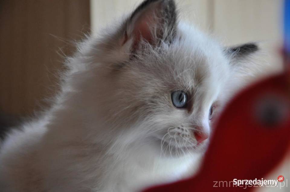 Ragdoll puchate kociaki