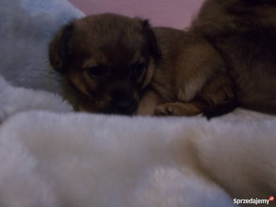 oddam małe pieski rasy chiuaua Hermanowa