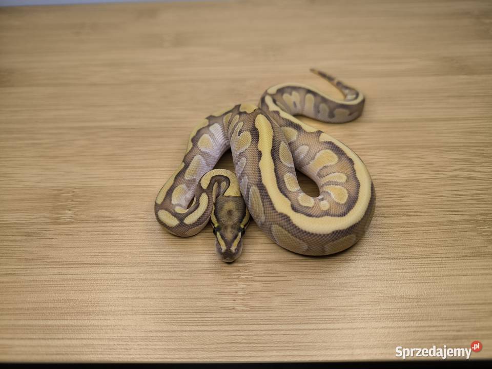 Pyton królewski Butter Fire het Clown Makowiec