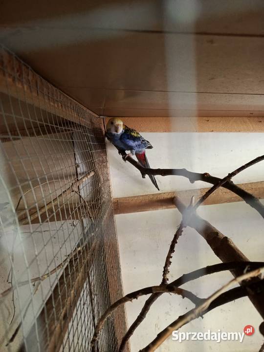 Rozella bladogłowa Ptaki Pszów sprzedam