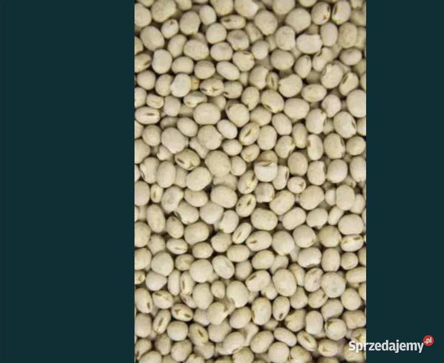 Łubin wąskolistny Zeus certyfikat ekologiczny pomorskie Wicko