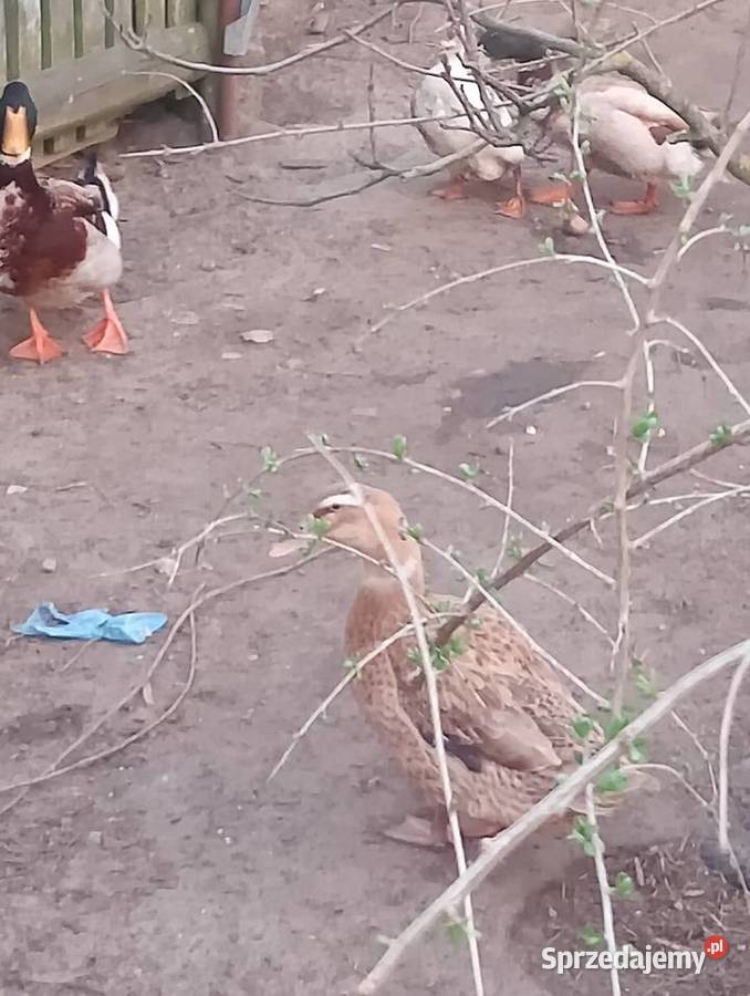 Sprzedam kaczki staropolskie Radom