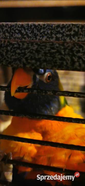 Lorysa Tęczowa dorosła para GADAJĄCA Czeladź