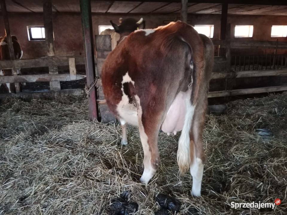 Jałówka wysokocielna Maków Mazowiecki