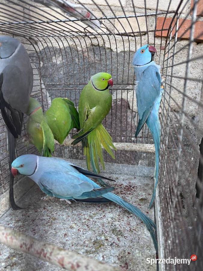 Papugi Aleksandretty mazowieckie Ośnica