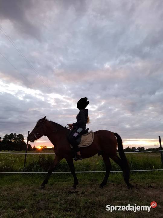 Kuc kucyk koń hucuł Konie Bydgoszcz sprzedam