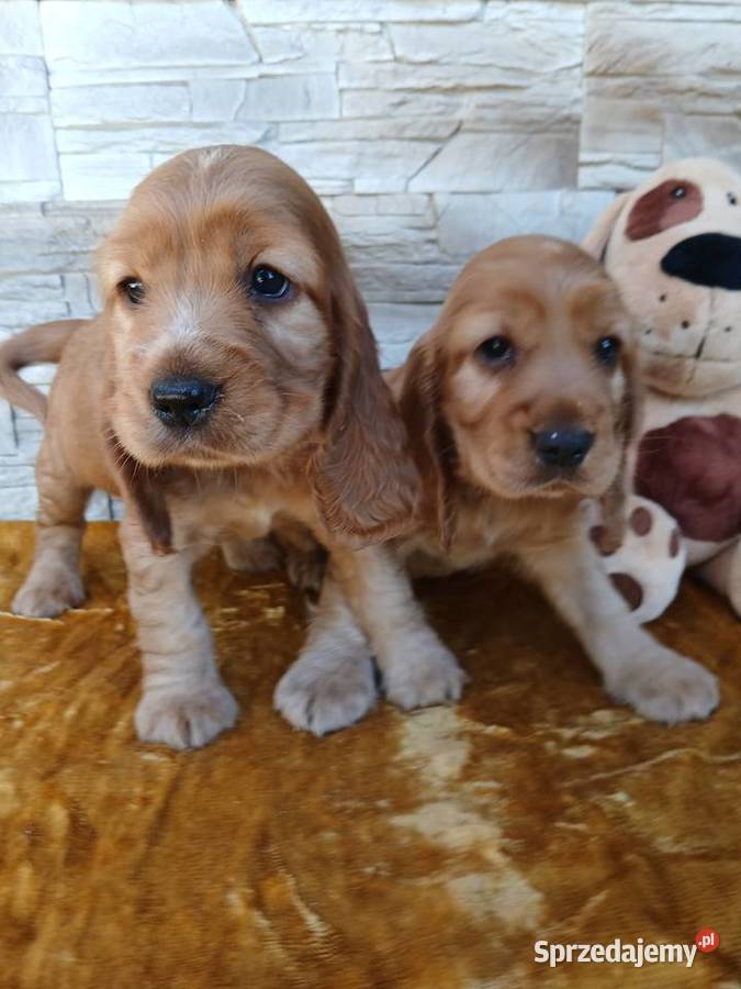 Śliczne Szczenięta Cocker Spaniel Angielski Psy