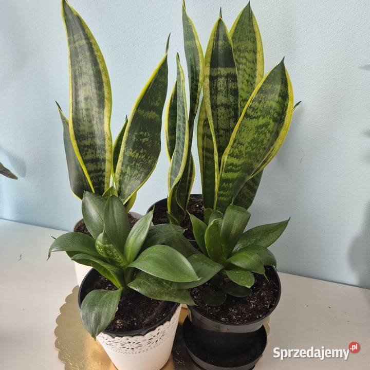 Zestaw sansewieria Futura Superba 2 Hahni Green Skuły