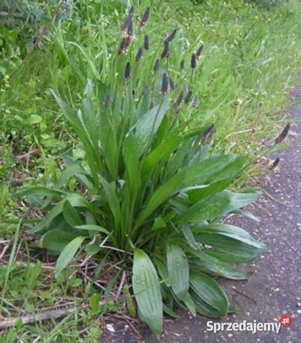BABKA JAJOWATA Plantago ovata NASIONA 100g Lubanie