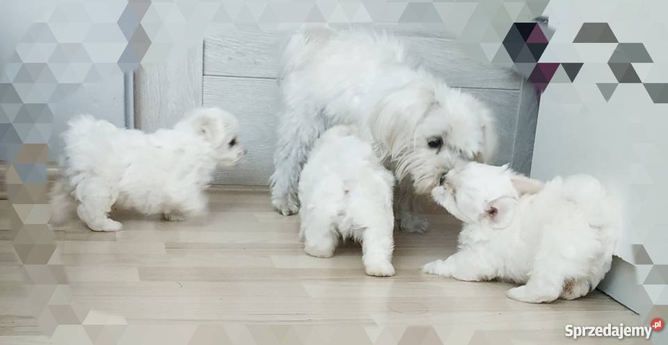 Maltańczyk szczeniak Tarnowskie Góry