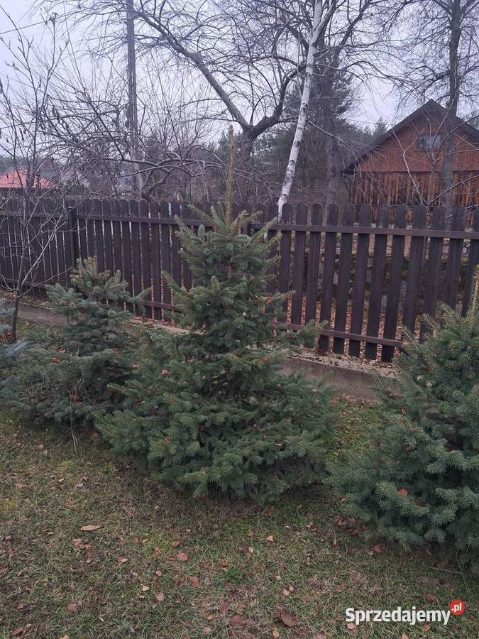 Choinki Boże Narodzenie