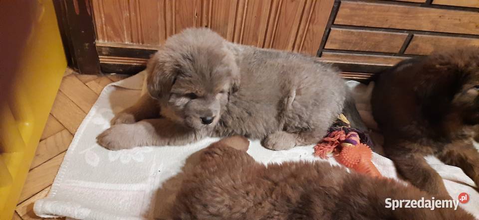 Mastif Tybetański błękitny szczeniak