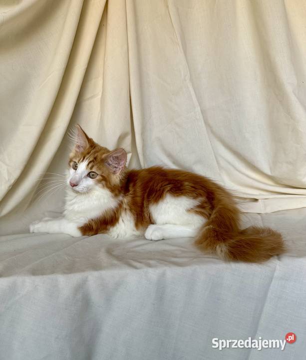 Norweskie kocięta Leśne Ostrołęka sprzedam