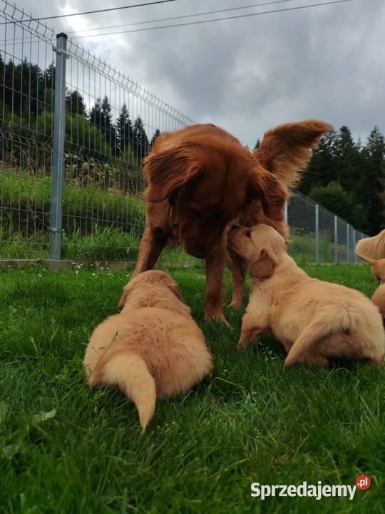 Golden Retriever zloty rudy ZKPL DNAgenetyka