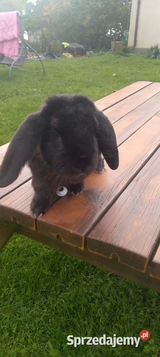 Sprzedam króliki hodowlane udomowione i na mięso Straszewo sprzedam