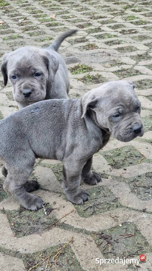 Cane corso szczeniaki Juliopol