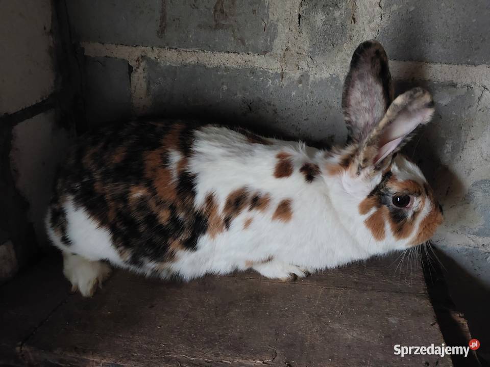 Samica trójbarwna rex sprzedam