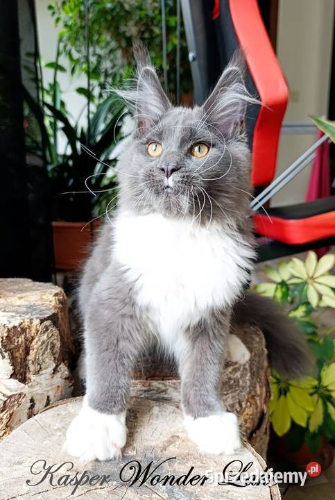 Niebieskobiały mruczek Maine Coon FPL Gdańsk