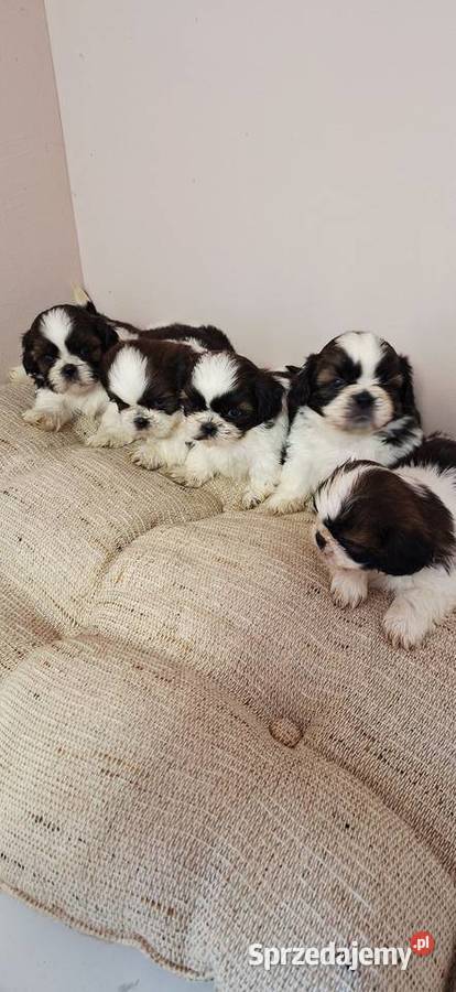 Shih Tzu szczeniaczki Przysucha