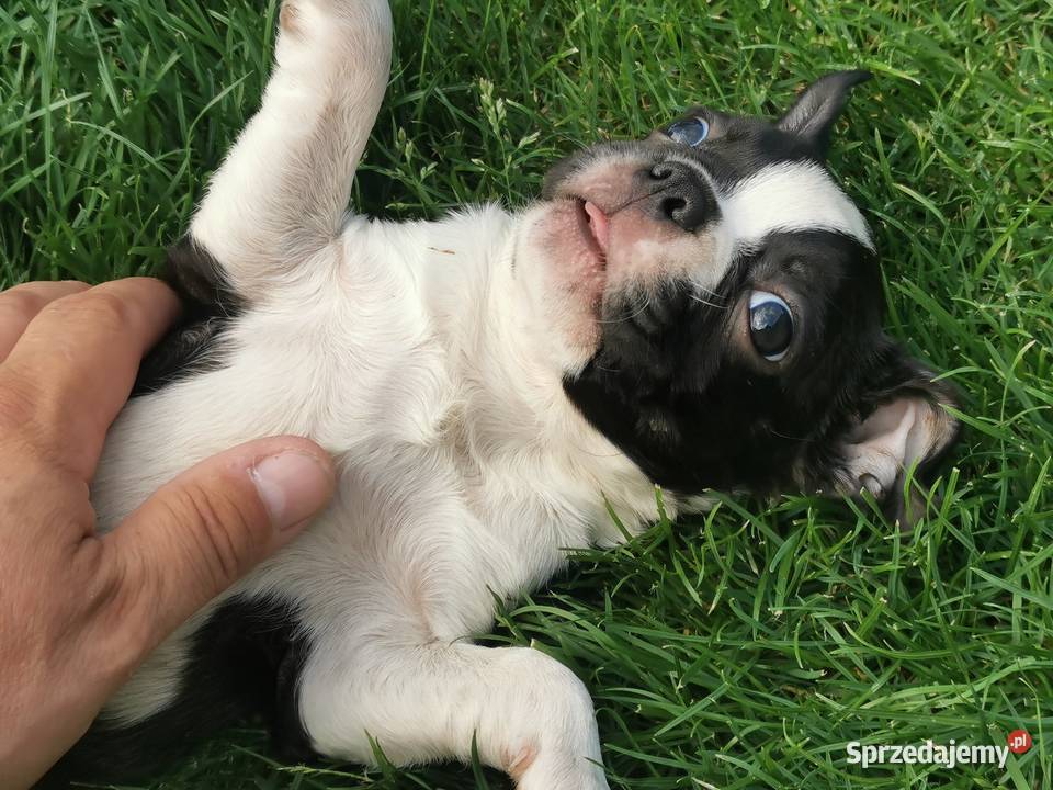 Pies Suczka Boston Terrier Szczeniak 2 Grodzisk Wielkopolski