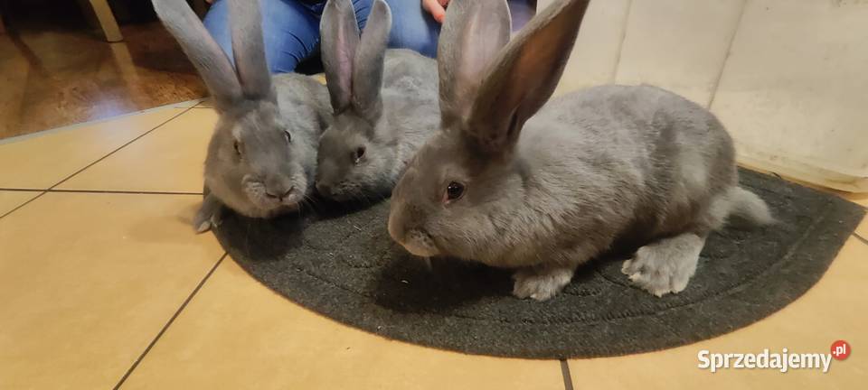 Olbrzym morawski Opole