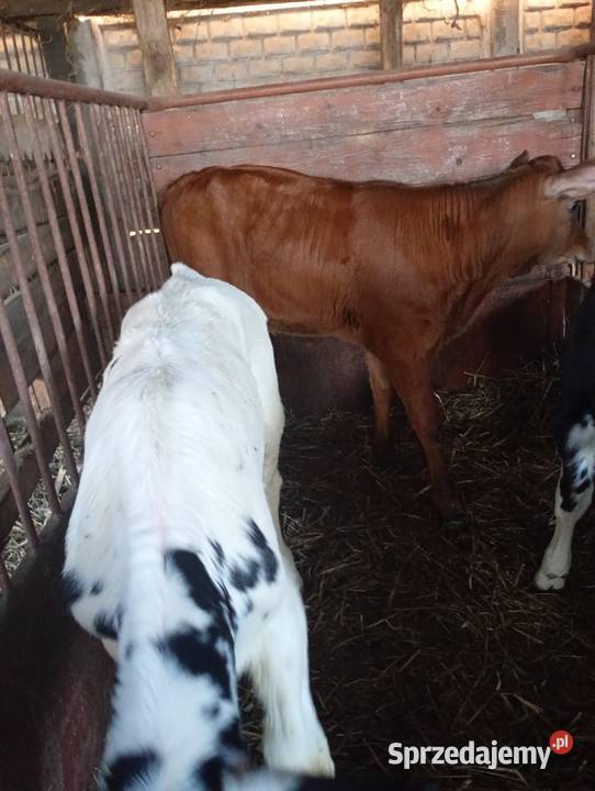 Cielęta do dalszego chowu Mzurowa
