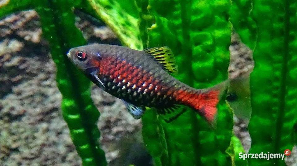 Brzanka odeska Brzanka birmańska Brzanka Ryby Gdańsk