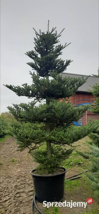 Jodła Koreańska 80250 Jodła w donicykopana z Nowy Sącz