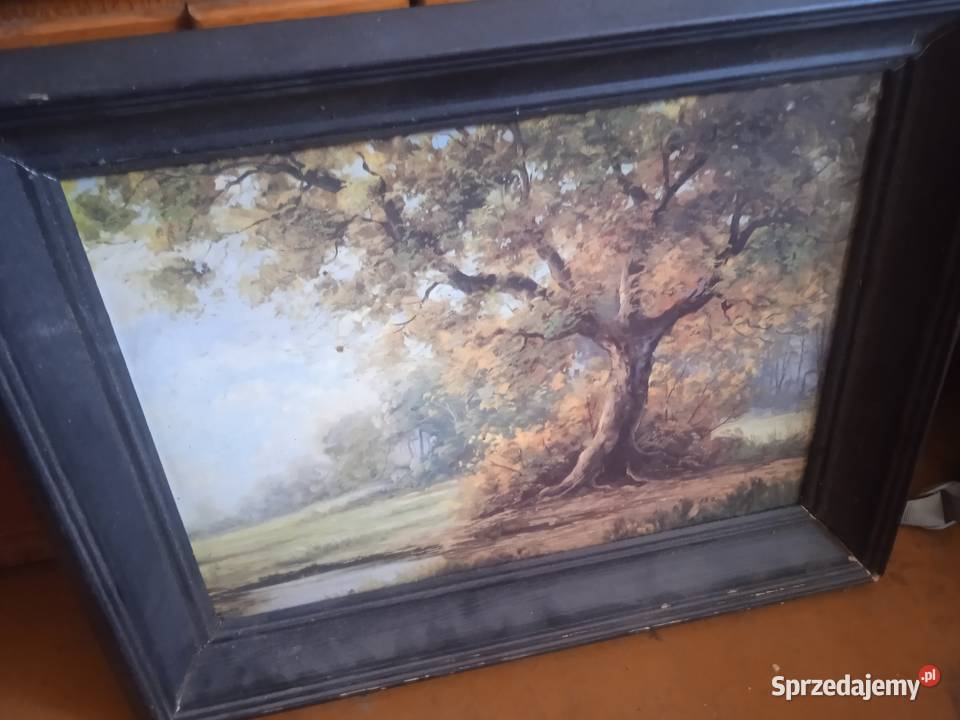 Obraz pt Samotne Drzewo Autora Redici sprzedam