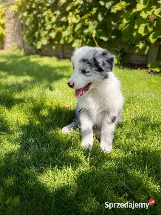 SZCZENIAK BORDER COLLIE Sieradz sprzedam