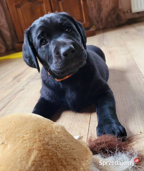 Szczeniak labrador Klimontów