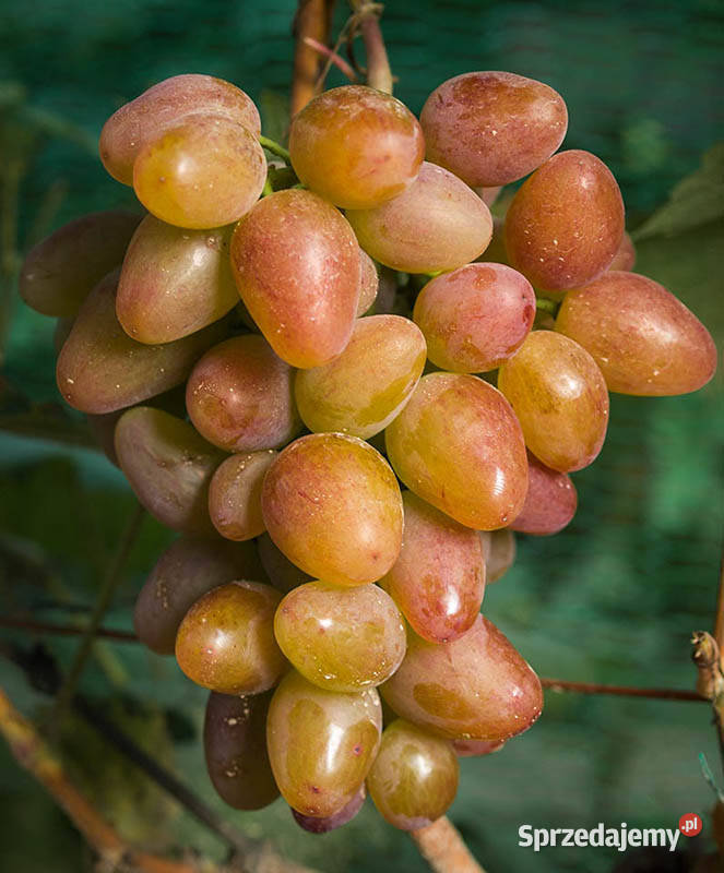 Winogron sadzonki winorośli deserowych Rośliny Świdnik