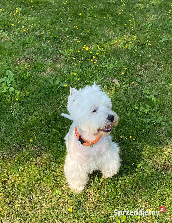 Na sprzedaż suczka West Highland Terrier Warszawa