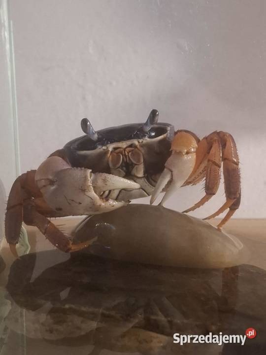 Krab tęczowy Cardisoma armatum Pozostałe Kraków