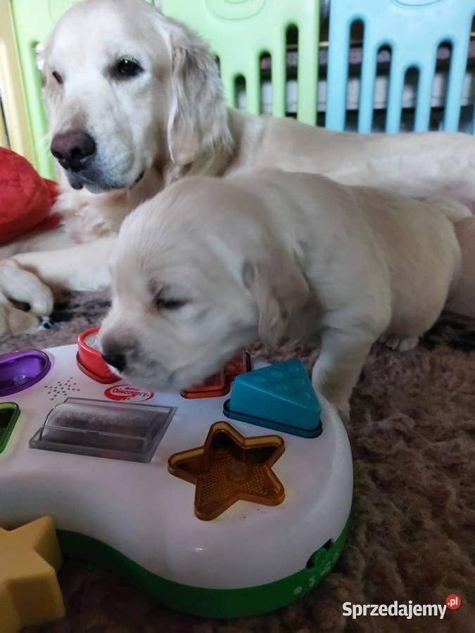 Szczenieta Golden Retriever ZkwP śląskie Blachownia