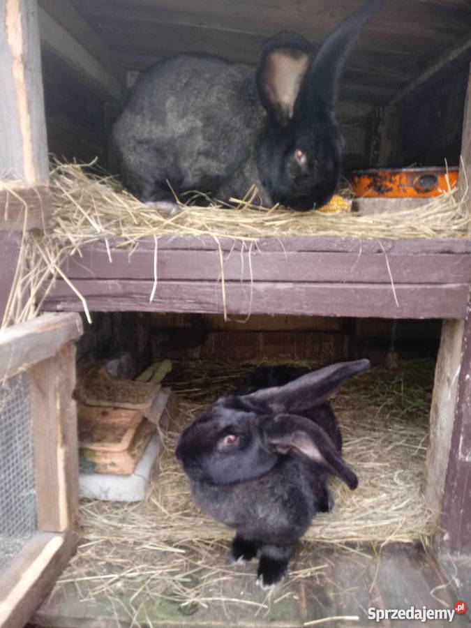 Króliki samiec i samica Belgijskie Więckowy